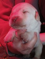 AKC Lab Puppies Labrador Retriever for sale/adoption