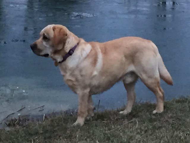 AKC English Lab pups, Blacks & Yellows