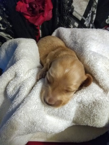 Dachshund puppy for sale + 61577