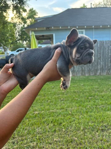 French Bulldog puppy for sale + 66673