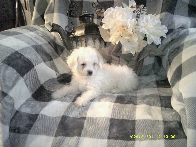 Toy poodle puppy for sale