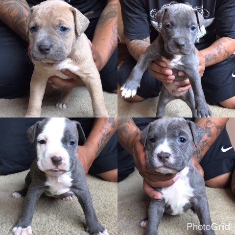 Blue Nose Puppies