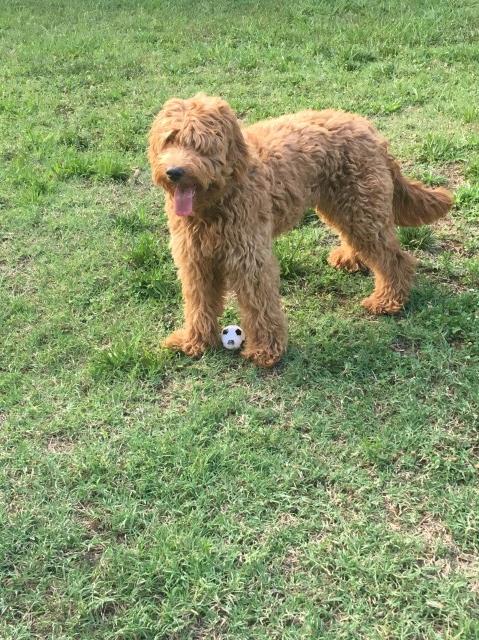 Goldendoodle puppy for sale + 59091