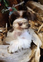 Nash AKC Miniature Schnauzer Miniature Schnauzer for sale/adoption