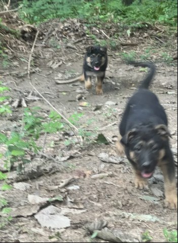 German Shepherd Dog puppy for sale + 65088