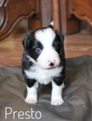 Border Collie puppy for sale + 59249