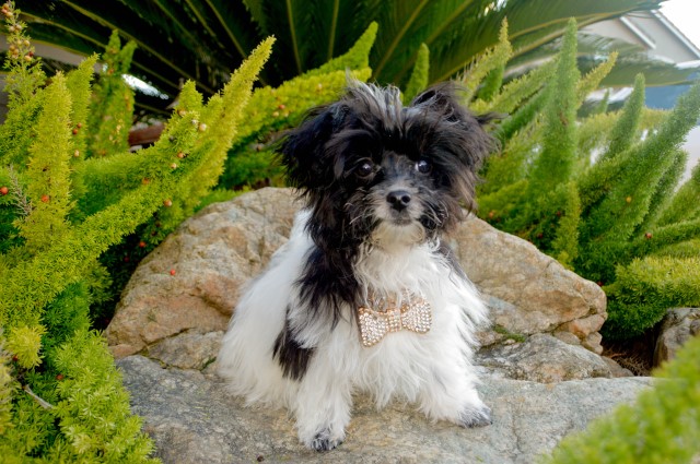 Teacup Malti-Poo-Tzu Designer male puppy - POLO