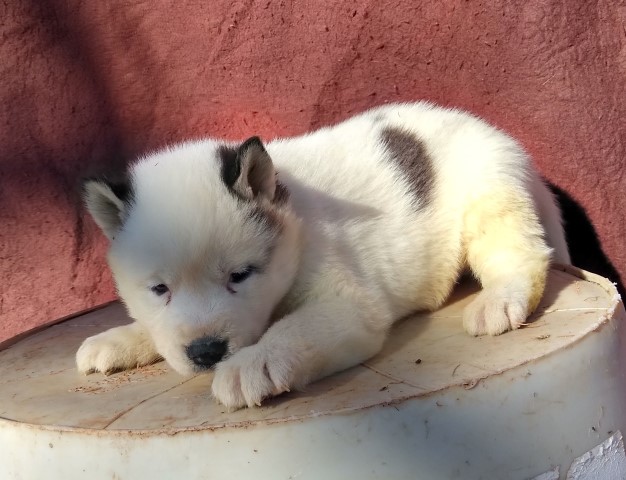 Akc husky puppies