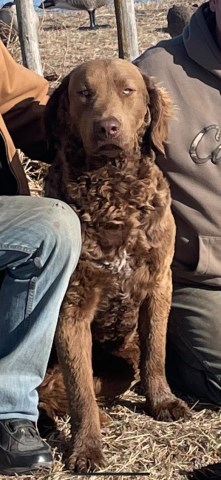 Chesapeake Bay Retriever puppy for sale + 65155