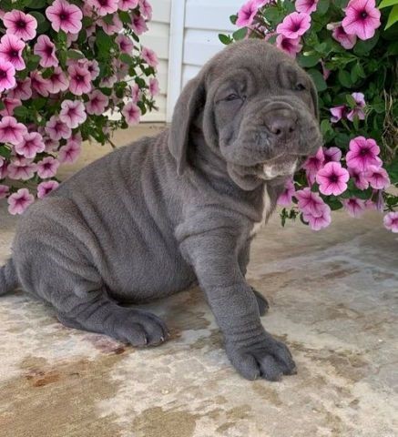 Wonderful Home Raised Neapolitan Mastiff Puppies Ready Now.