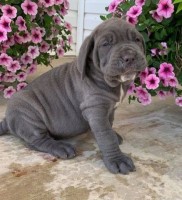 Wonderful Home Raised Neapolitan Mastiff Puppies Ready Now. Neapolitan Mastiff for sale/adoption