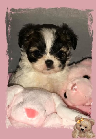 Shi Chi Teddy Bear Puppies for Sale Registered