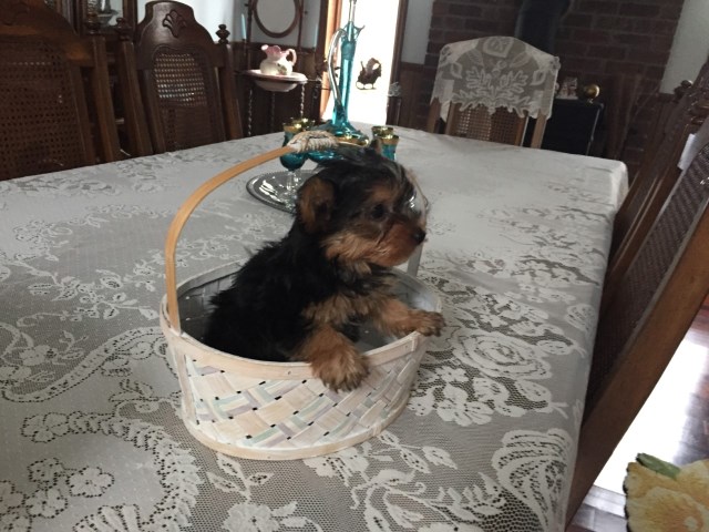 CKC  8 WEEK OLD YORKSHIRE TERRIER FEMALE (LAST ONE)