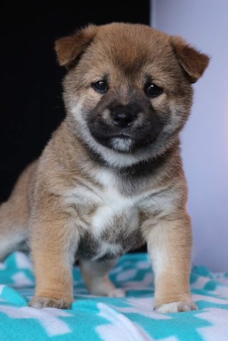 Shiba Inu Puppy Dog For Sale In Columbia City Indiana