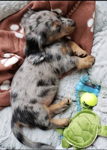 Beautiful Dachshund puppies