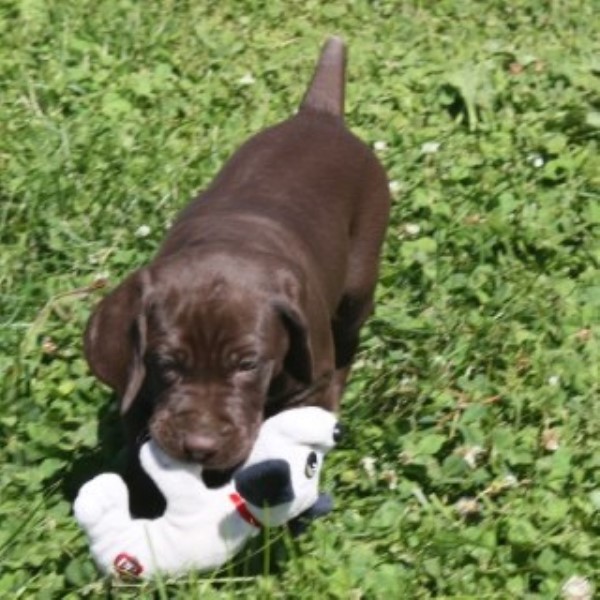 AKC Liver Male From Pointers Of The Valley -very Sharp!