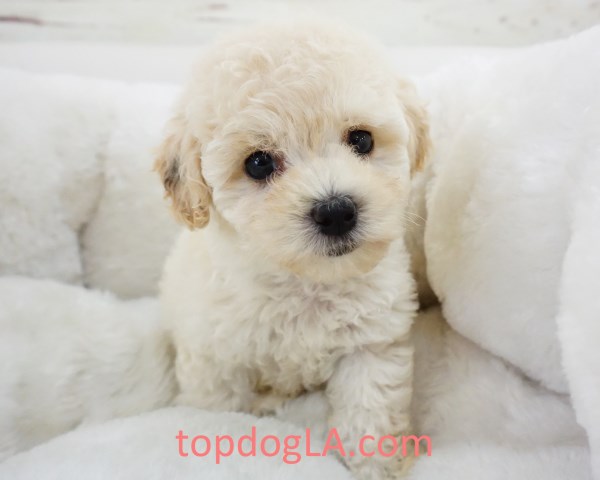 Maltipoo Puppy - Male – Bud ($1,299)