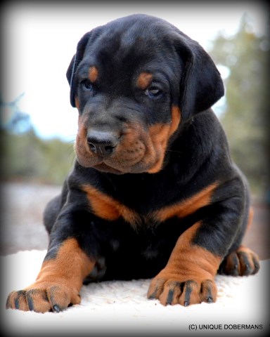 World Champion Sired Doberman Puppy For Sale