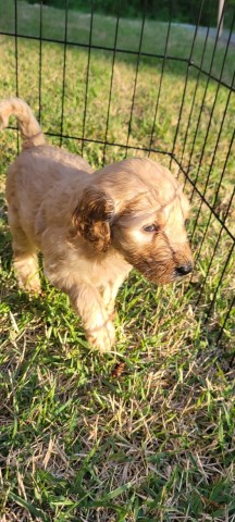 GoldenDoodle Pups for Sale