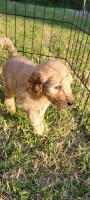 GoldenDoodle Pups for Sale Goldendoodle for sale/adoption