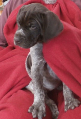 AKC German Shorthaired Pointer Beautiful Outgoing  Female Puppies $800