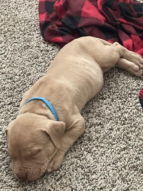 American Pit Bull Terrier puppy for sale + 66240