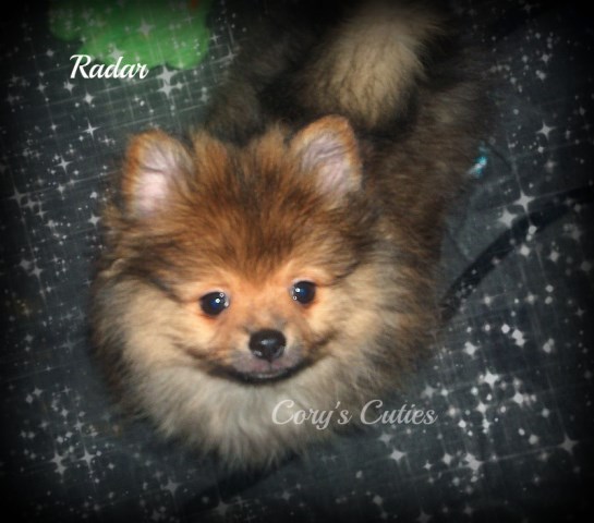 Pomeranian puppy for sale + 51637