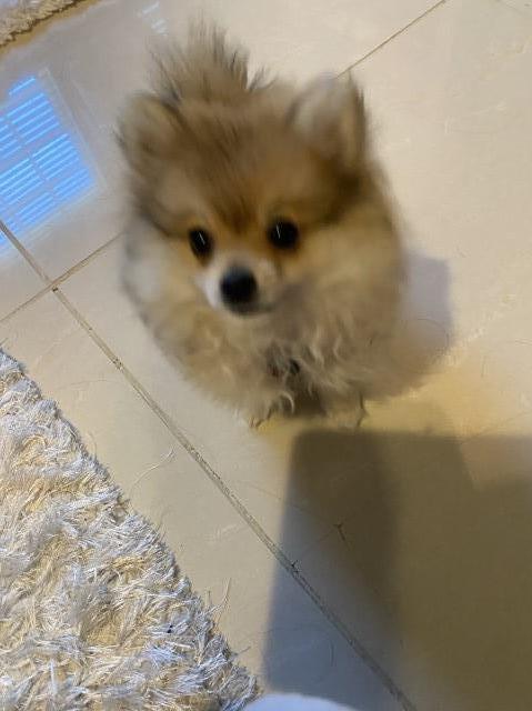 Pomeranian puppy for sale + 62290