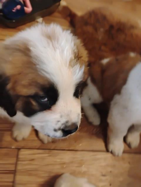 Saint Bernard puppy for sale + 67073