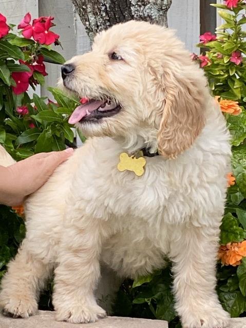 F1 Standard Goldendoodle Puppy - 9 Weeks old and Stunning Colors and Coat