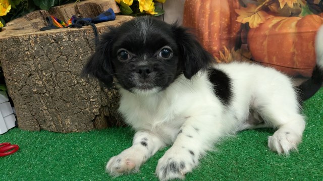 Shih Tzu puppy for sale + 66730