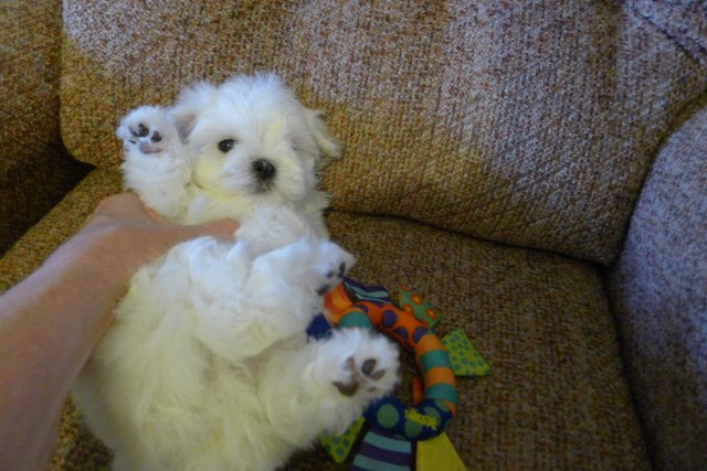 ??????Amazing maltese puppies
