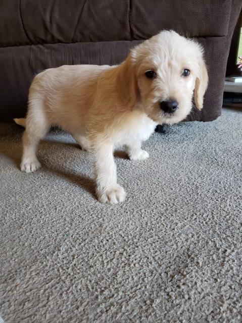 Labradoodle puppy for sale + 55471