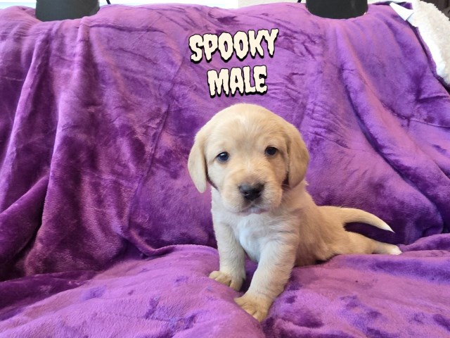 Labradoodle puppy for sale + 66783