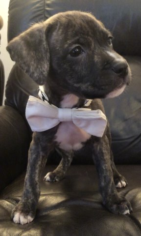 Brindle and Beautiful