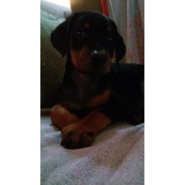 Doberman Pinscher puppy for sale + 46882