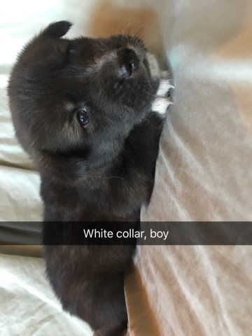 Siberian Husky Puppy Dog For Sale In Cripple Creek Colorado