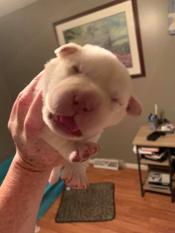 Labrador Retriever puppy for sale + 61806