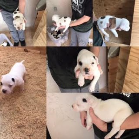 American Bulldog puppy for sale + 47784