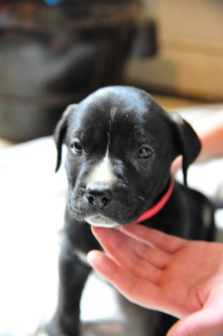 Perro De Presa Canario puppy for sale + 54794