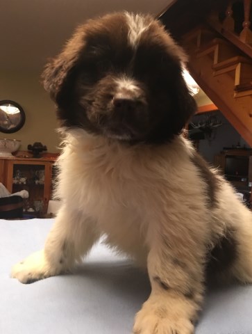 Newfoundland Dog puppy dog for sale in Pequot Lakes, Minnesota