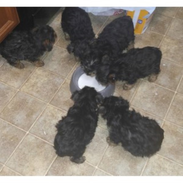 Yorkshire Terrier puppy for sale + 44552
