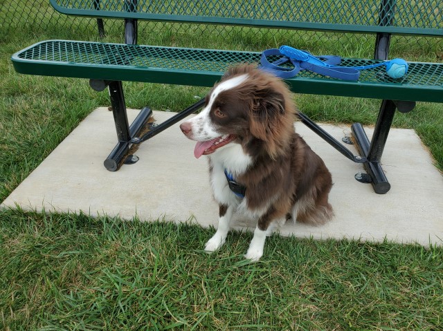 Mini Australian Sheperd For Sale