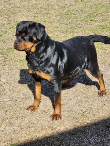 Rottweiler puppy for sale + 64756