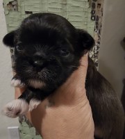 Silver Boy with white milk drop, chest and socks Shih Tzu for sale/adoption