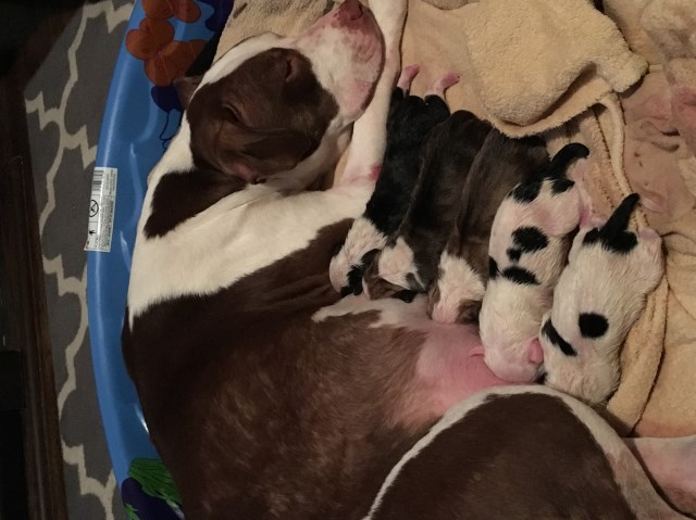 Staffordshire Terrier puppies for sale