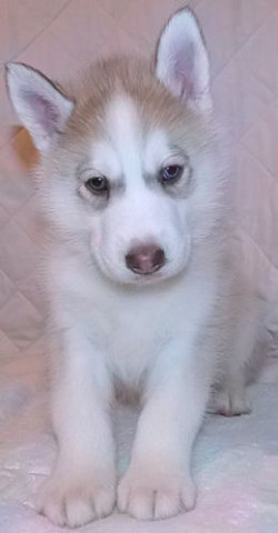 AKC Reg'd Siberian Husky Pups Available