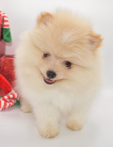 Pomeranian puppy for sale + 59483