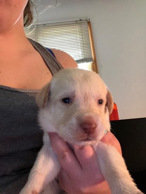 Yellow lab puppies