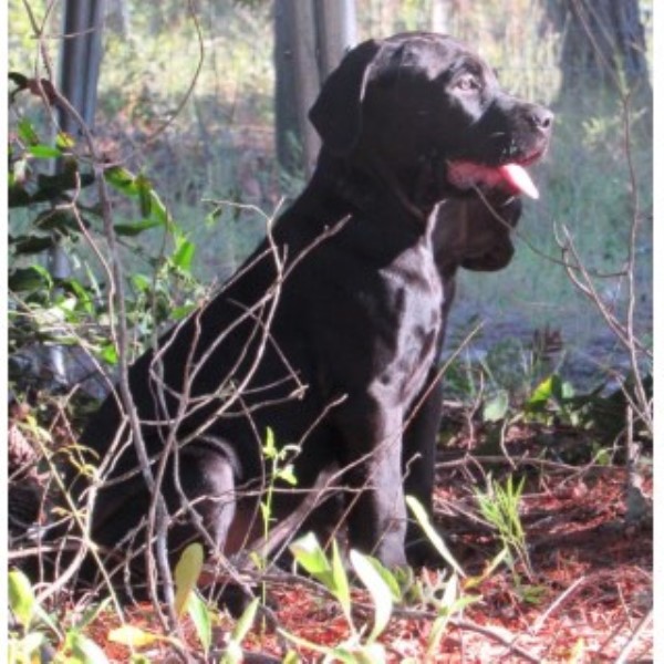 Cane Corso puppy for sale + 46870